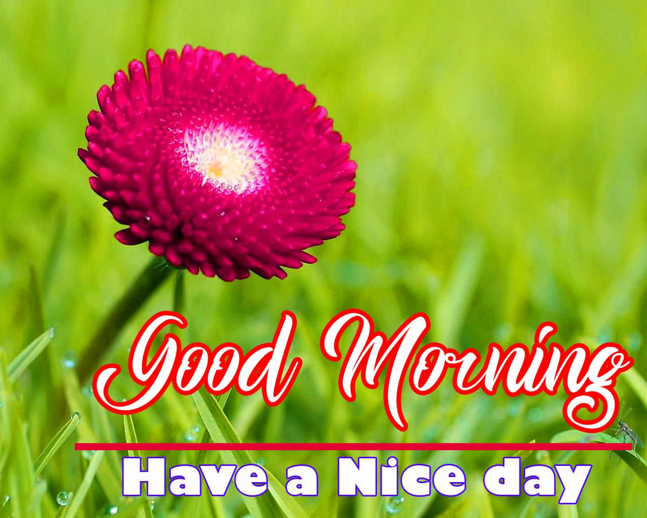 Download Good Morning Red Flower Garden Picture | Wallpapers.com