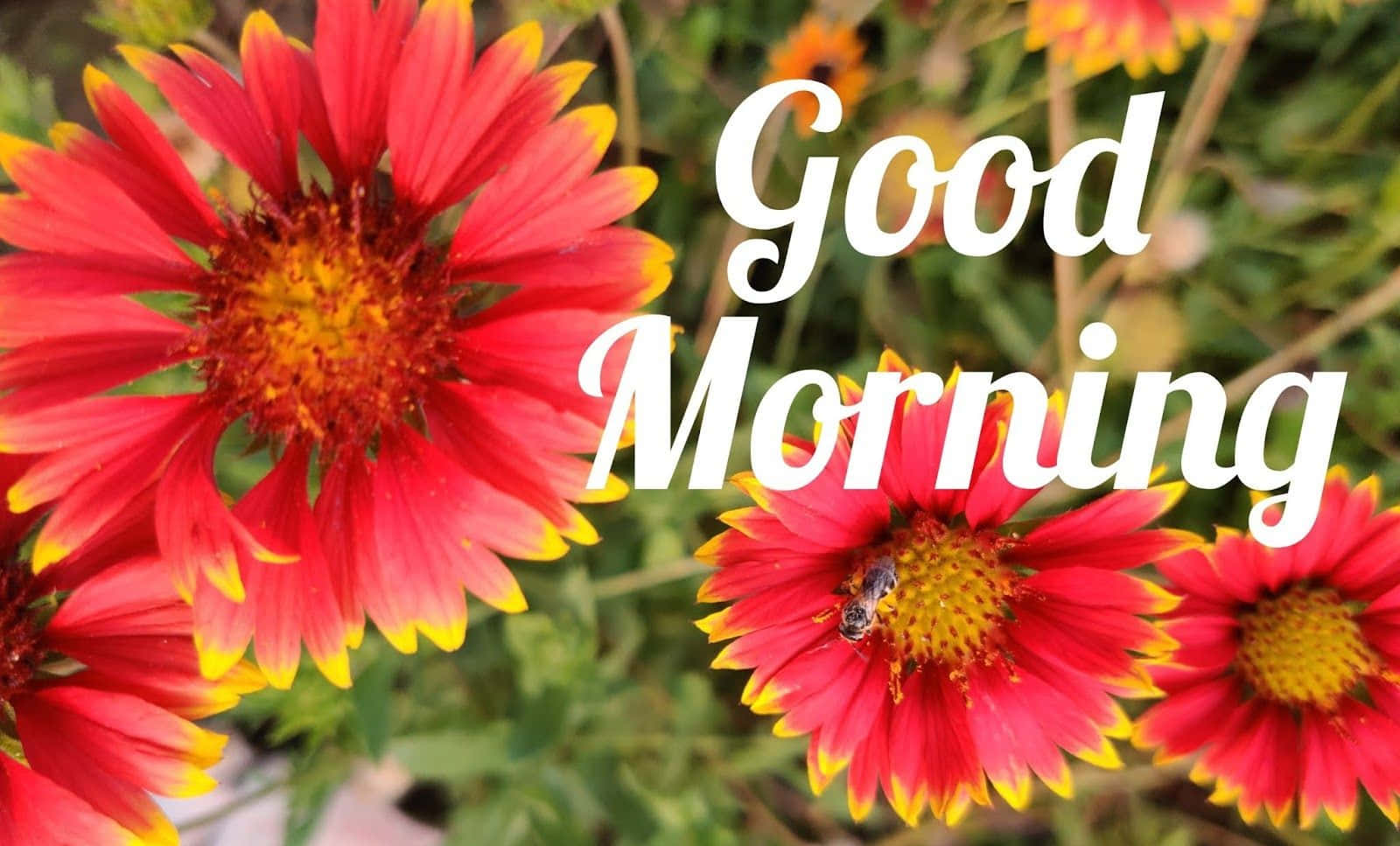 Download Good Morning Garden View Picture | Wallpapers.com