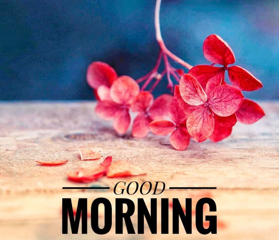 Good Morning Flower Message Picture