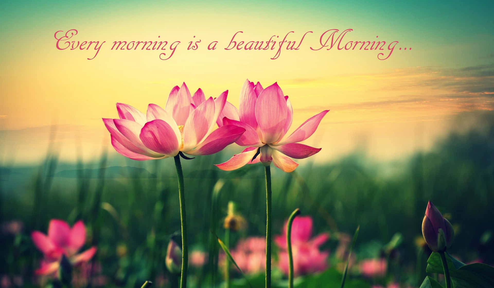 Pink Lotus Good Morning Picture