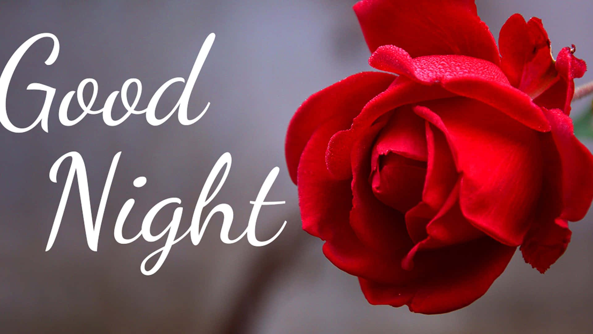 Good Night Rose Greeting Wallpaper