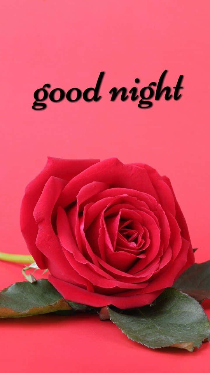rose with good night photo