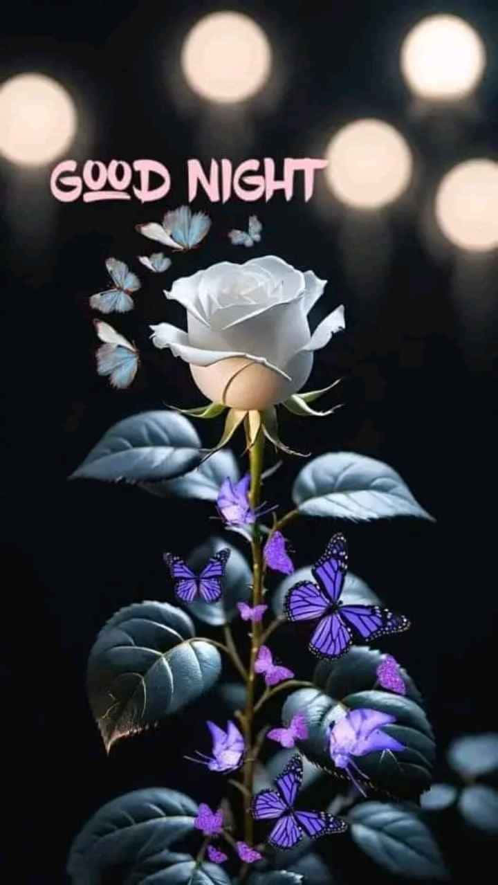 Good Night White Roseand Butterflies Wallpaper