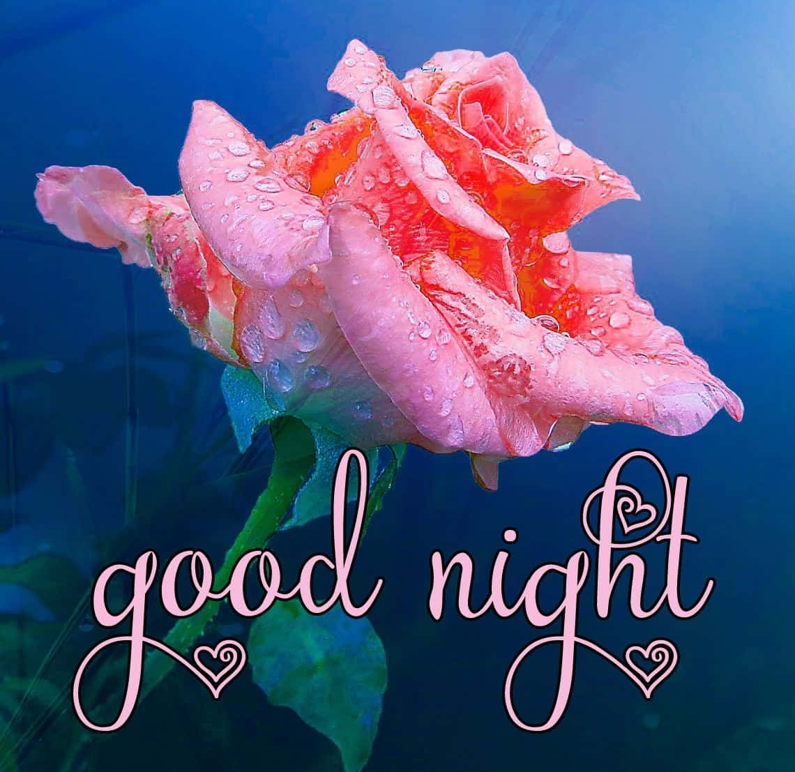rose with good night photo