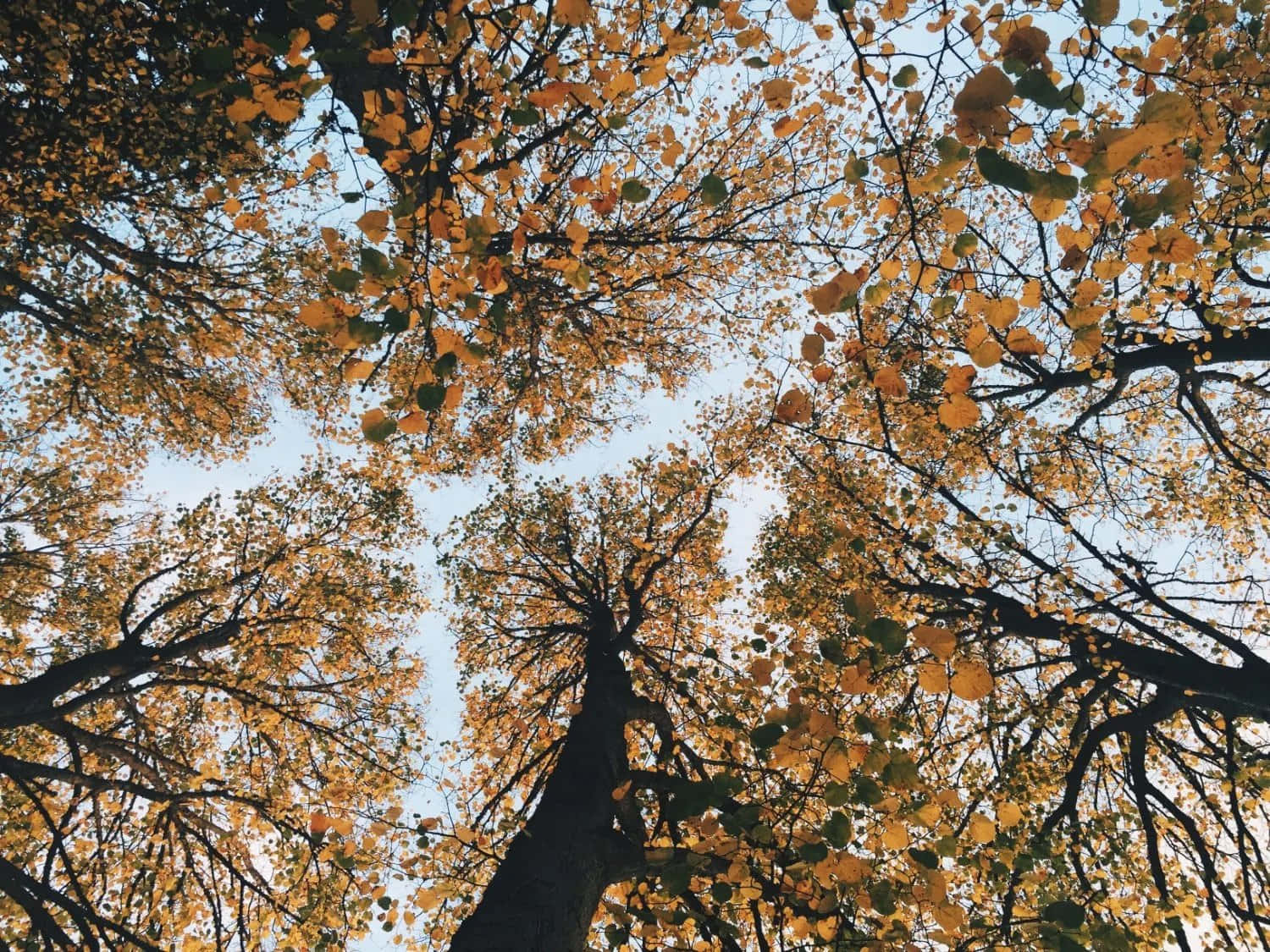 looking up at trees in autumn