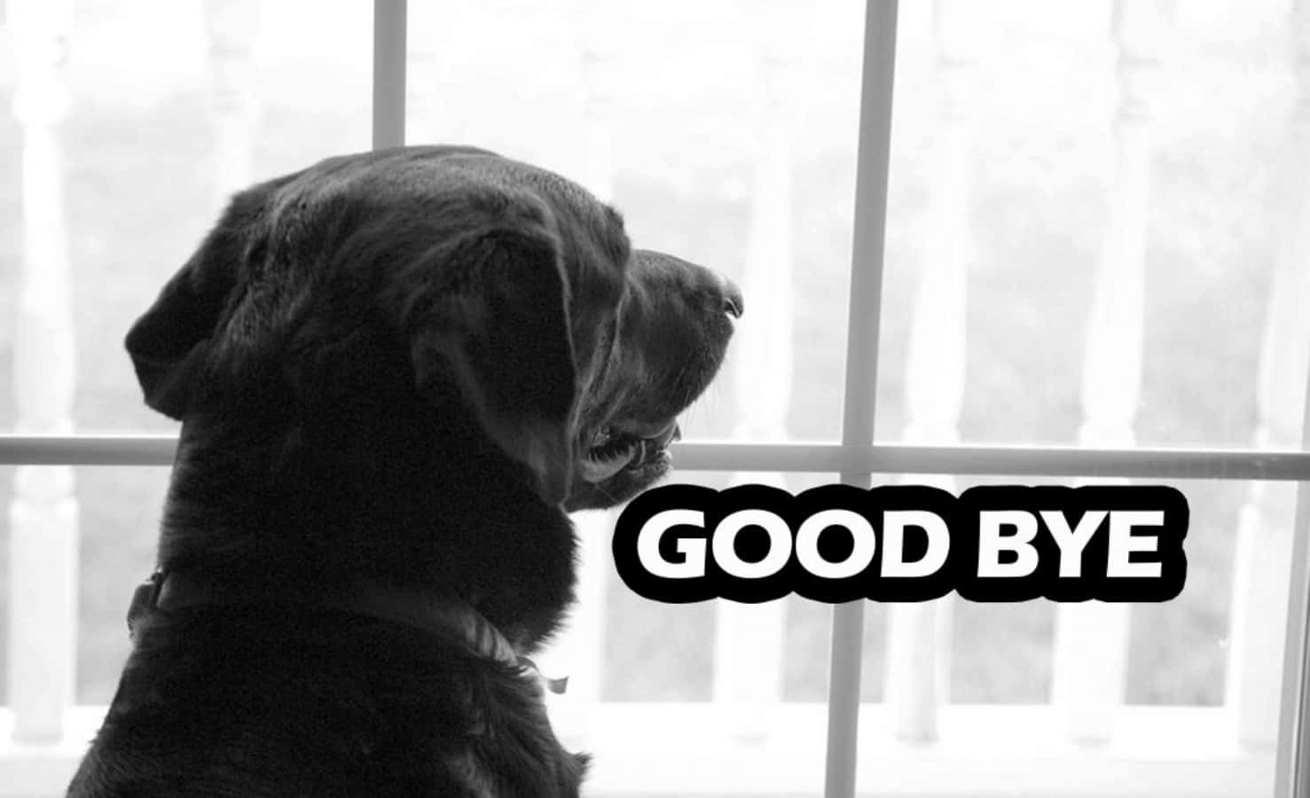 A Black Dog Looking Out The Window With The Words Good Bye