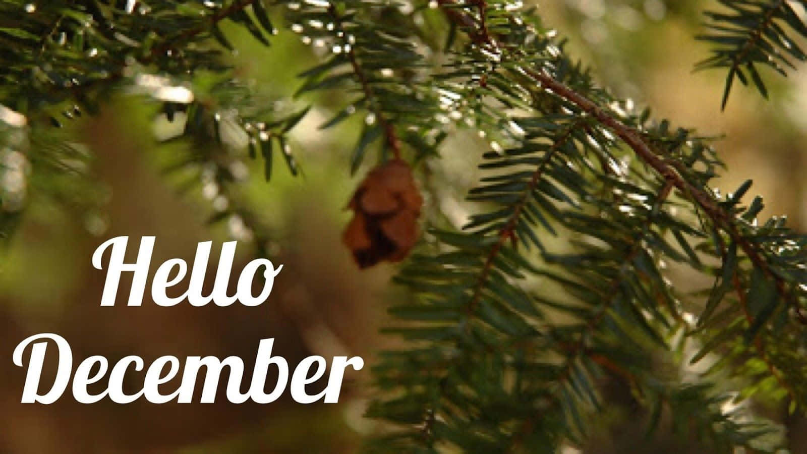 Saying Goodbye To November And Hello To December! Wallpaper
