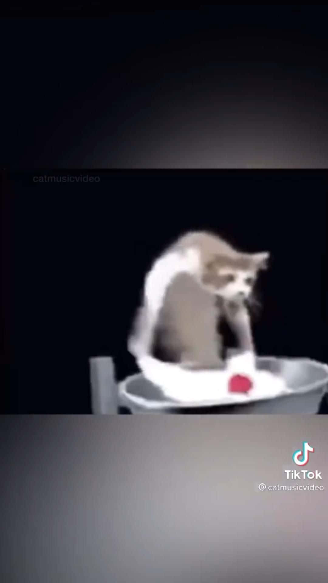Goofy Ahh Cat Washing Up TikTok Picture