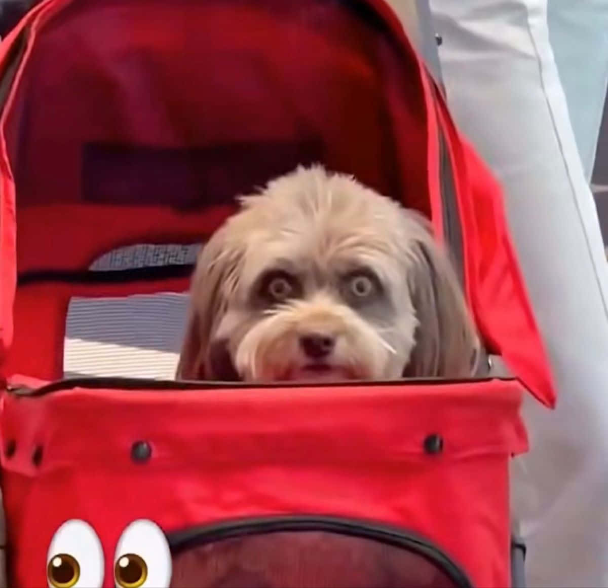 Lustigesfoto Eines Goofy Hundes Im Kinderwagen.