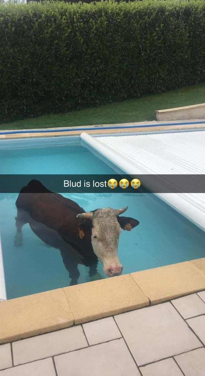 Goofy Ahh Snapchat Cow In Pool Picture