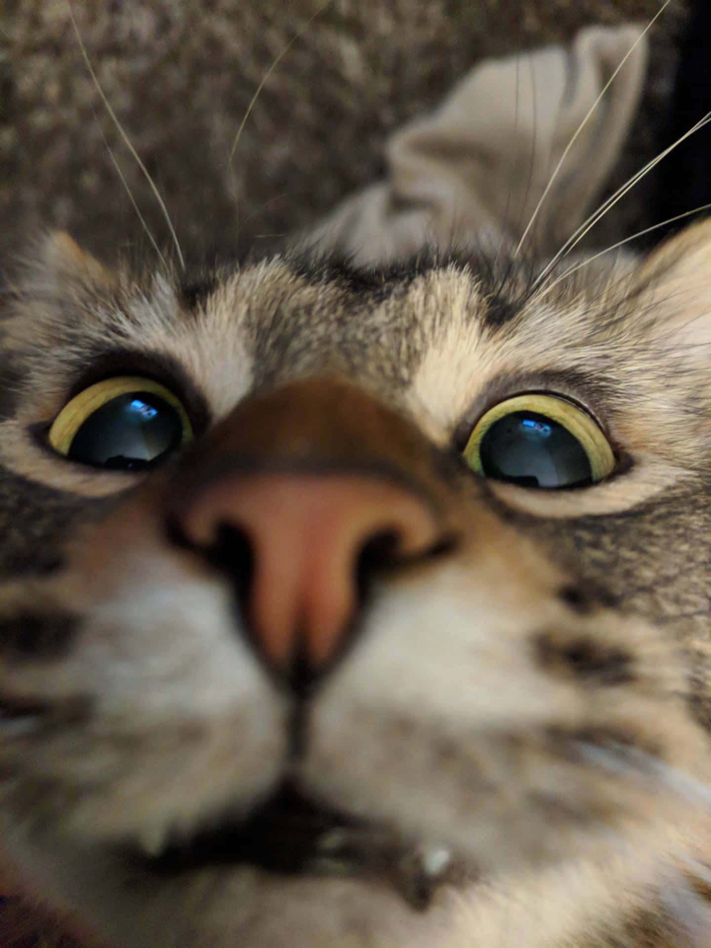 Download Goofy Zoomed Cute Cat PFP Wallpaper