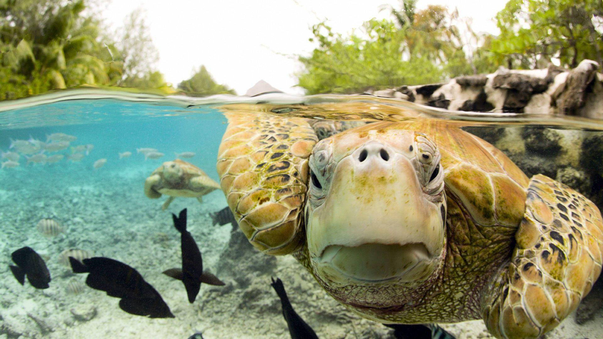 Goofy Sea Turtle Wallpaper