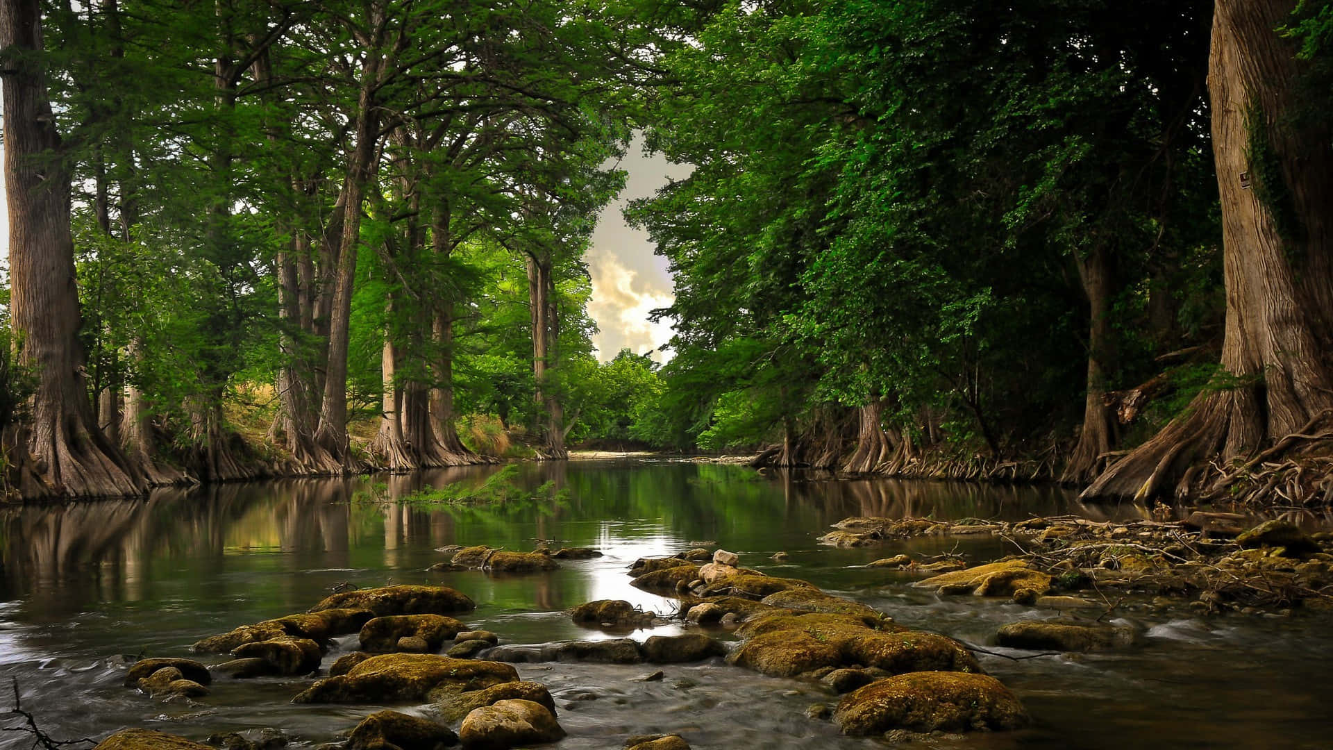 Forest With River Google Desktop Wallpaper