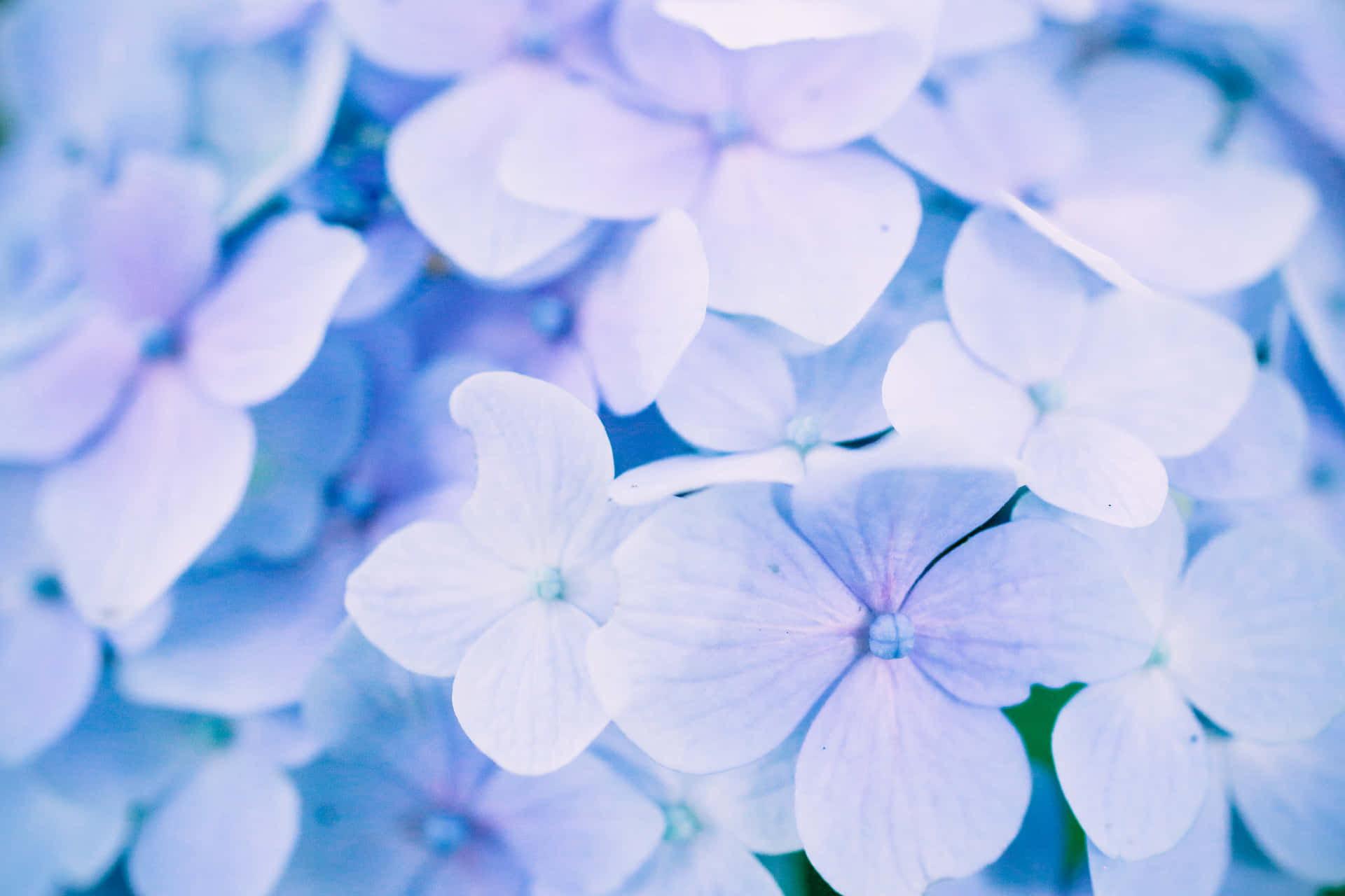 Coleccióngoogle Pixel En Bloom Hortensia Azul Fondo de pantalla
