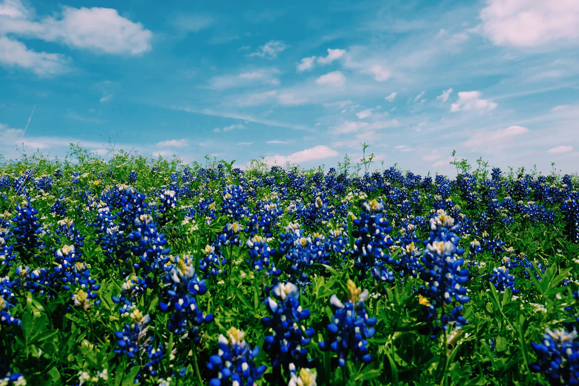 Coleccióngoogle Pixel En Flor Campo De Flores Azules Fondo de pantalla