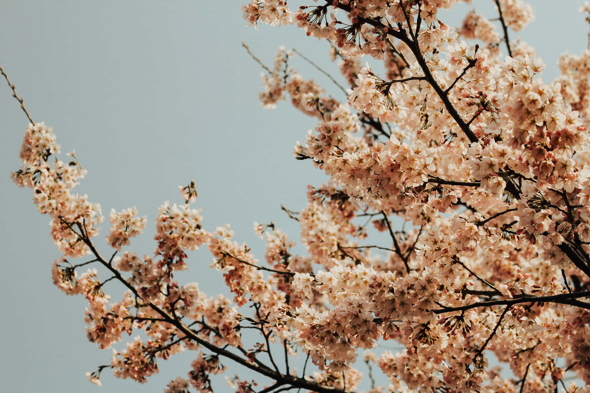 Coleccióngoogle Pixel En Floración: Flores De Cerezo Fondo de pantalla