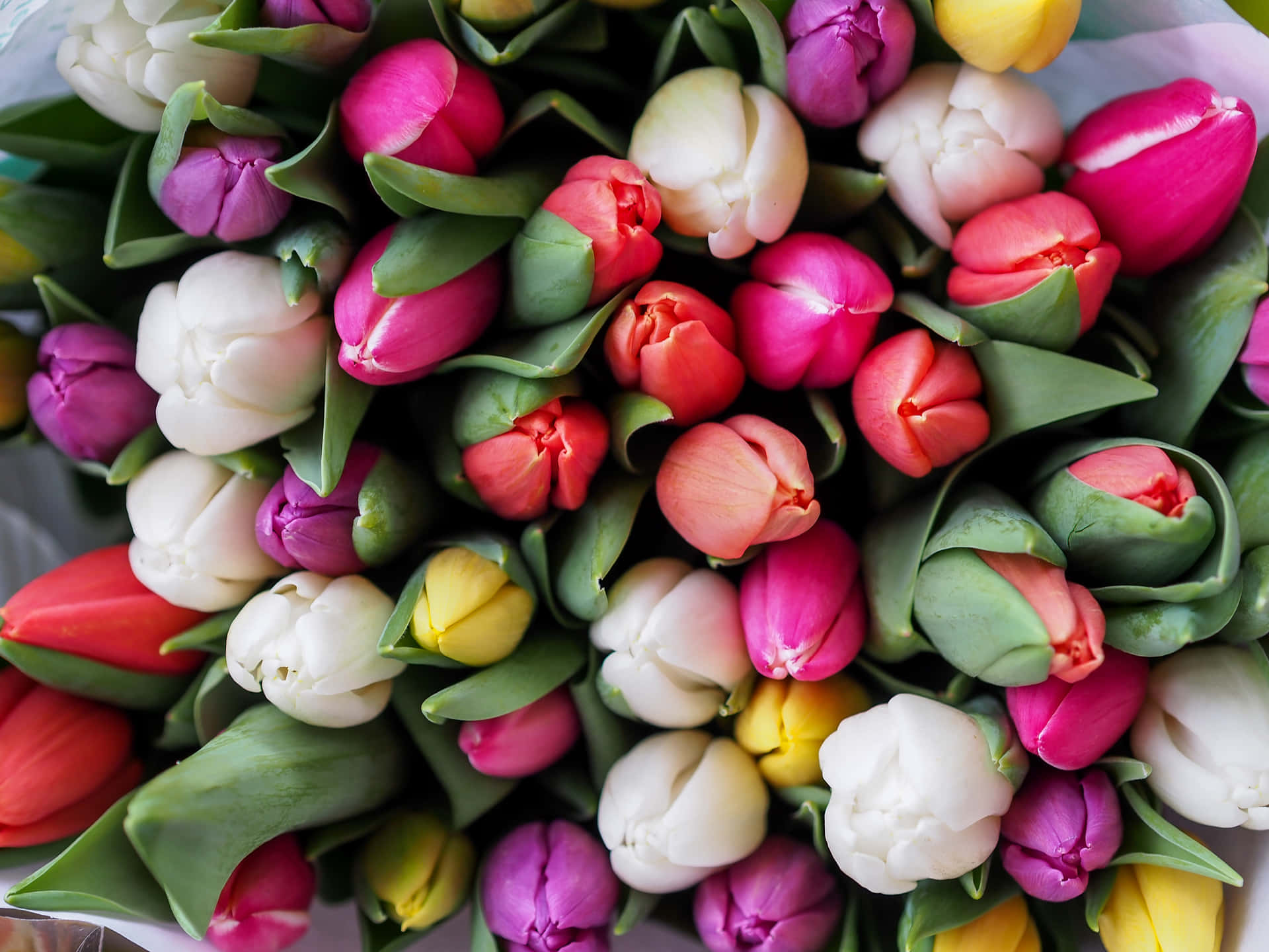 Collezionegoogle Pixel In Bloom: Tulipani Colorati Sfondo
