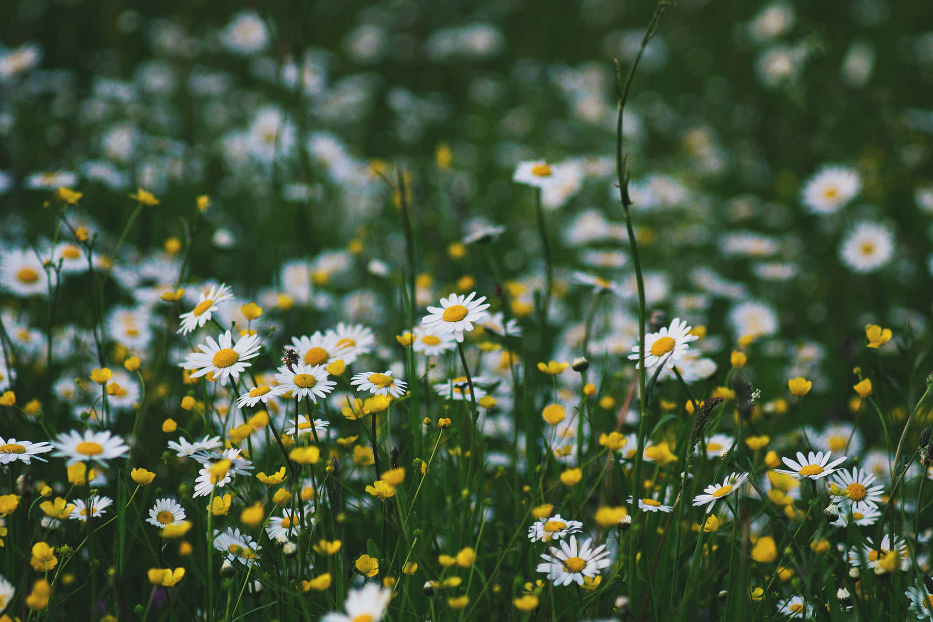 Google Pixel In Bloom Collection Daisy Chamomile Flowers Wallpaper