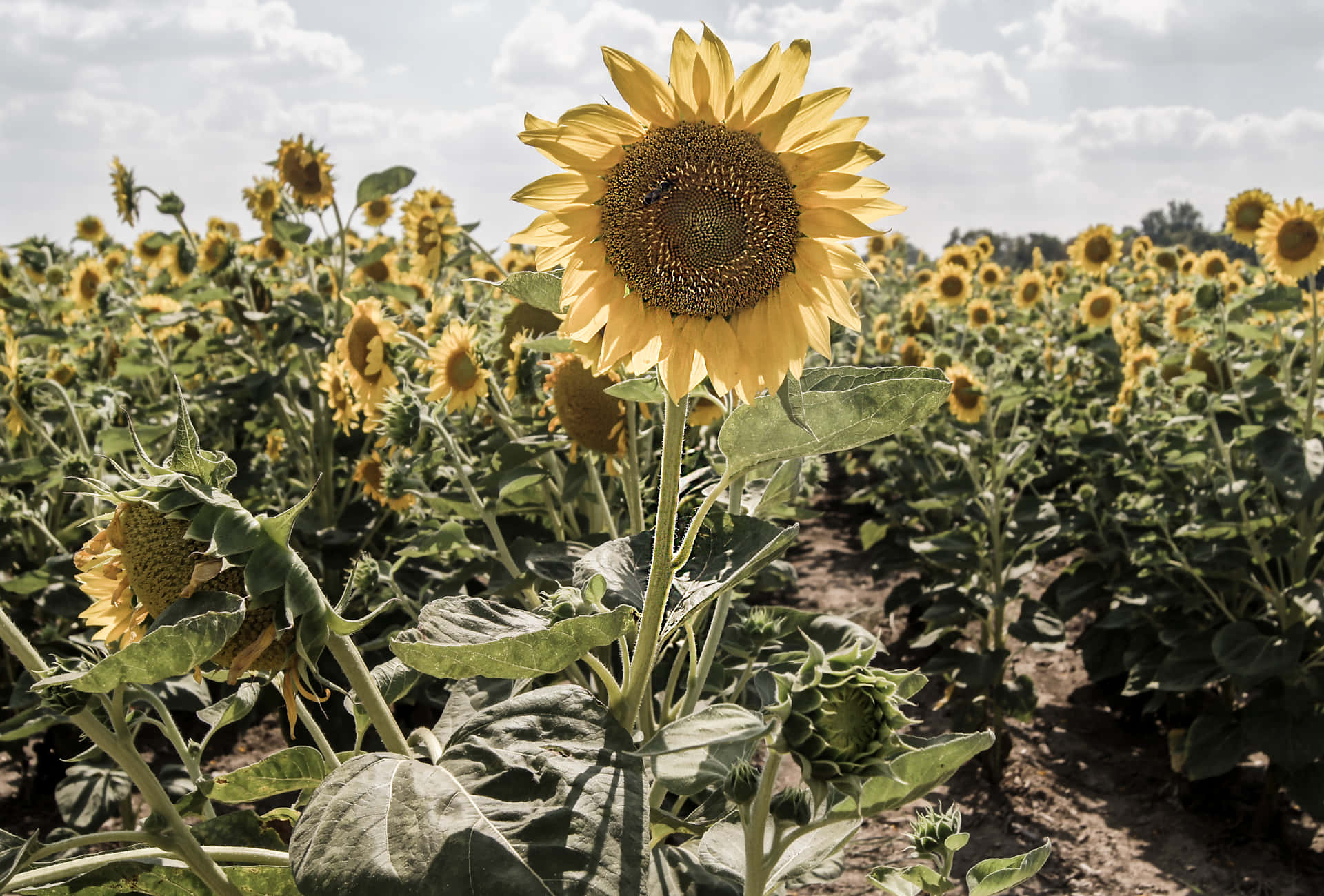 Google Pixel In Bloom Collection Field Of Sunflowers Wallpaper