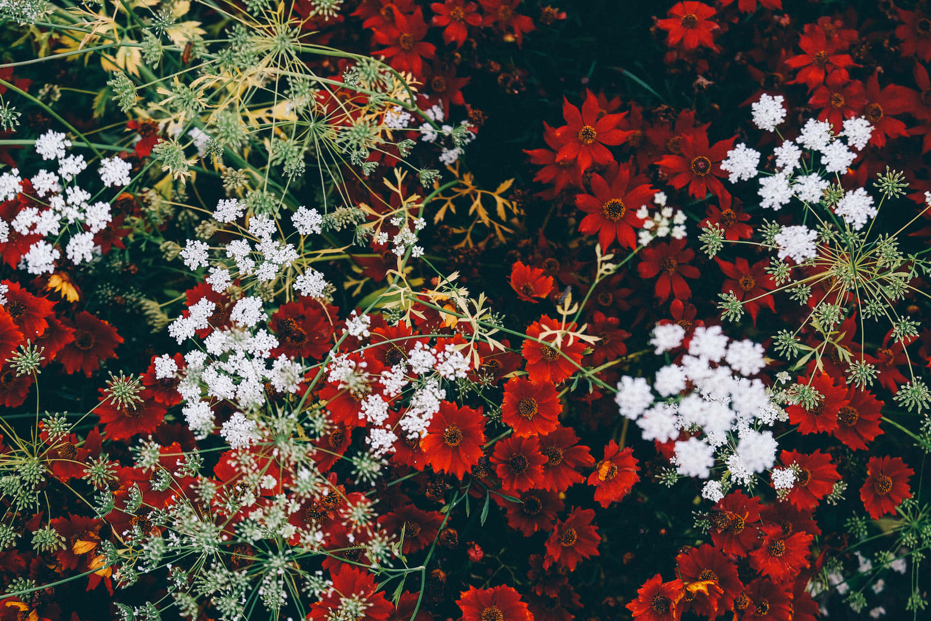 Coleccióngoogle Pixel En Bloom - Flores Vistas Desde Arriba Fondo de pantalla