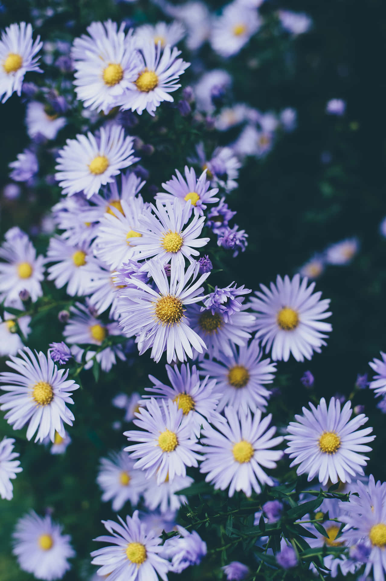 Google Pixel In Bloom Collection Lilac Daisies Wallpaper