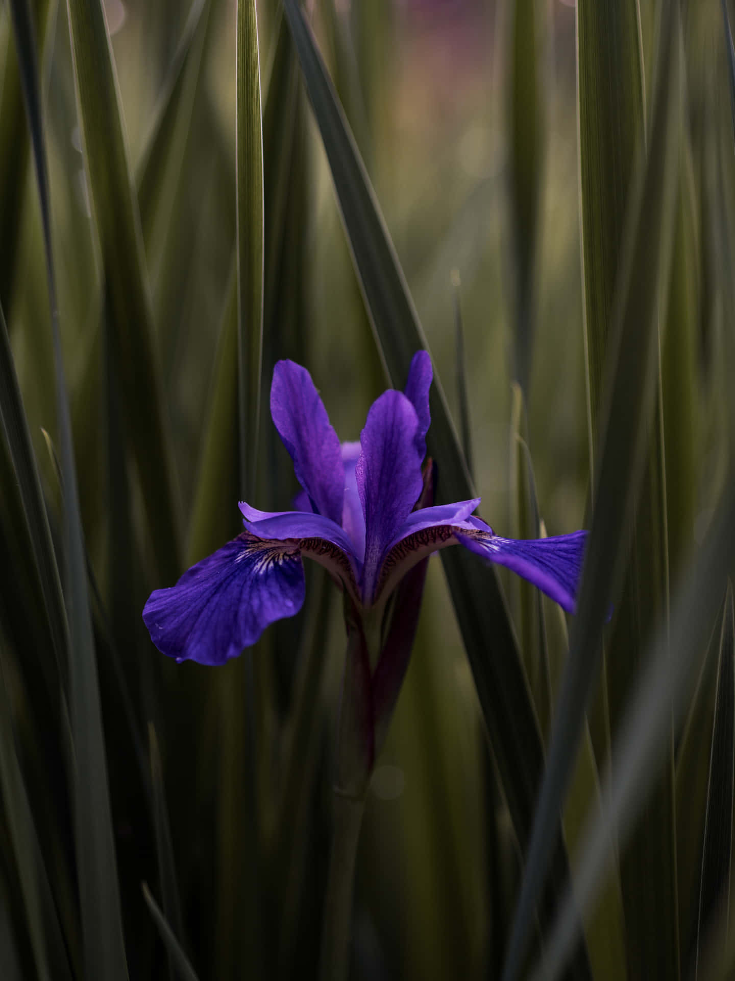Google Pixel In Bloom Collection Lone Purple Flower Wallpaper