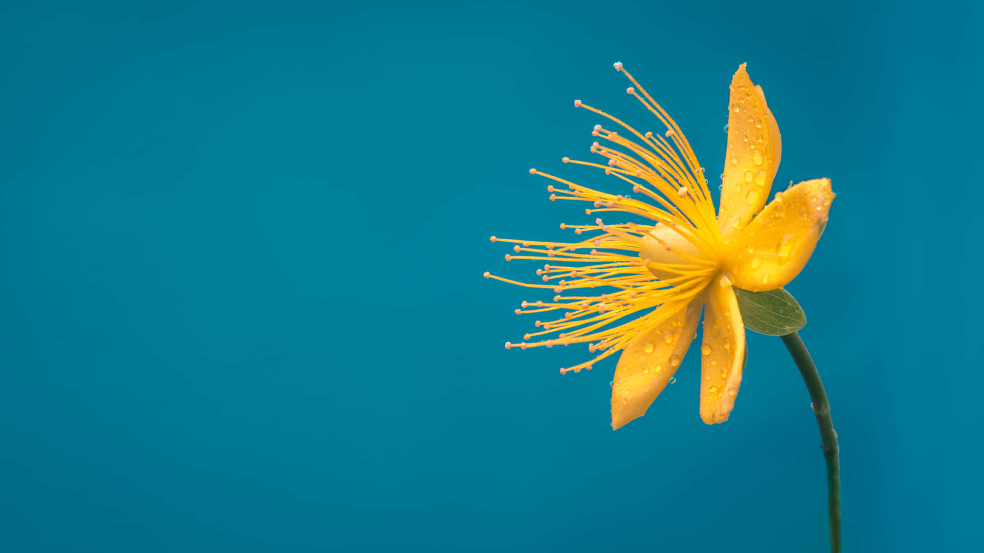 Googlepixel In Bloom Kollektion Einsames Gelbes Blumenmotiv Wallpaper