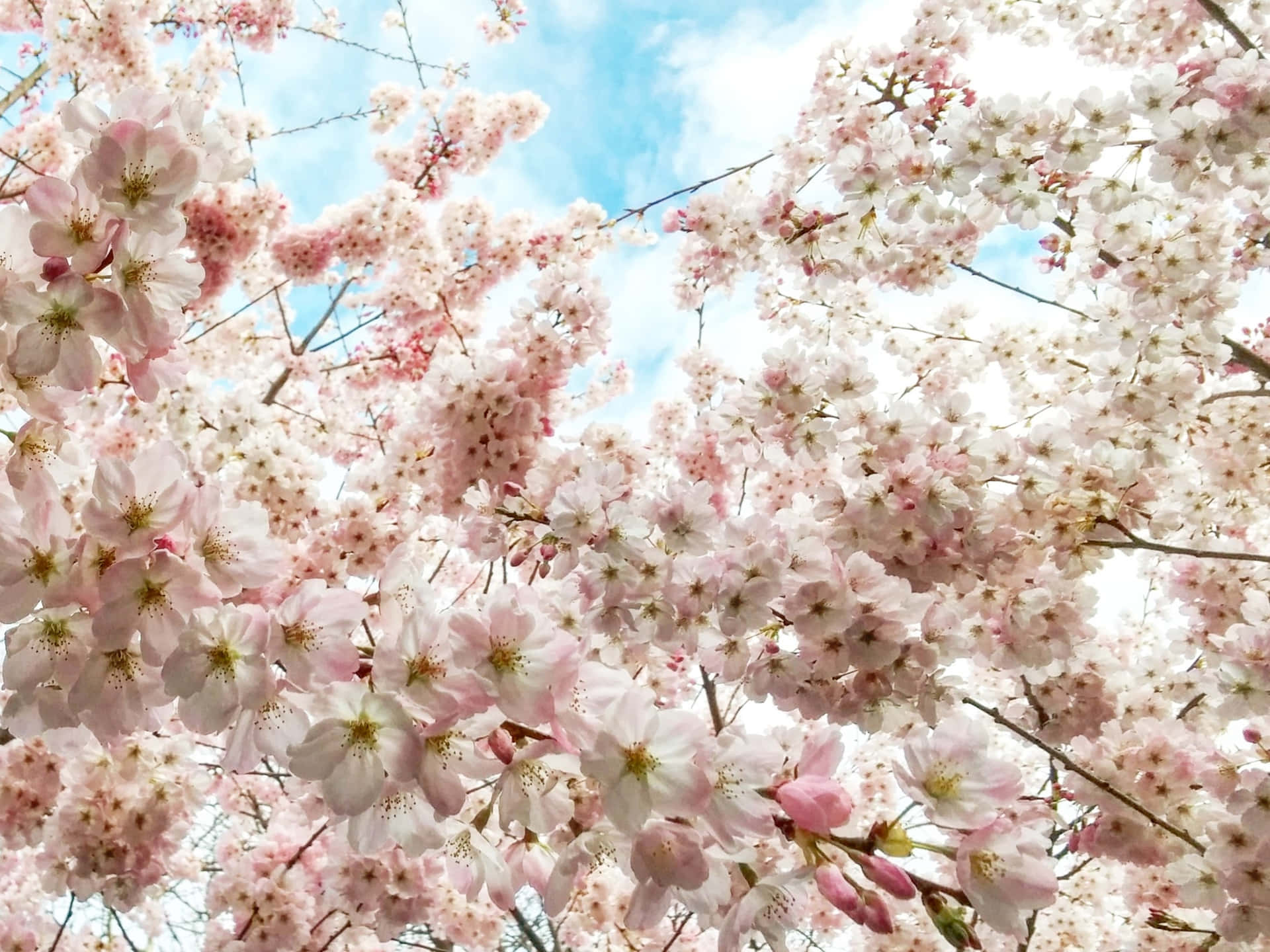 Download Google Pixel In Bloom Collection Pink Cherry Blossoms Wallpaper |  
