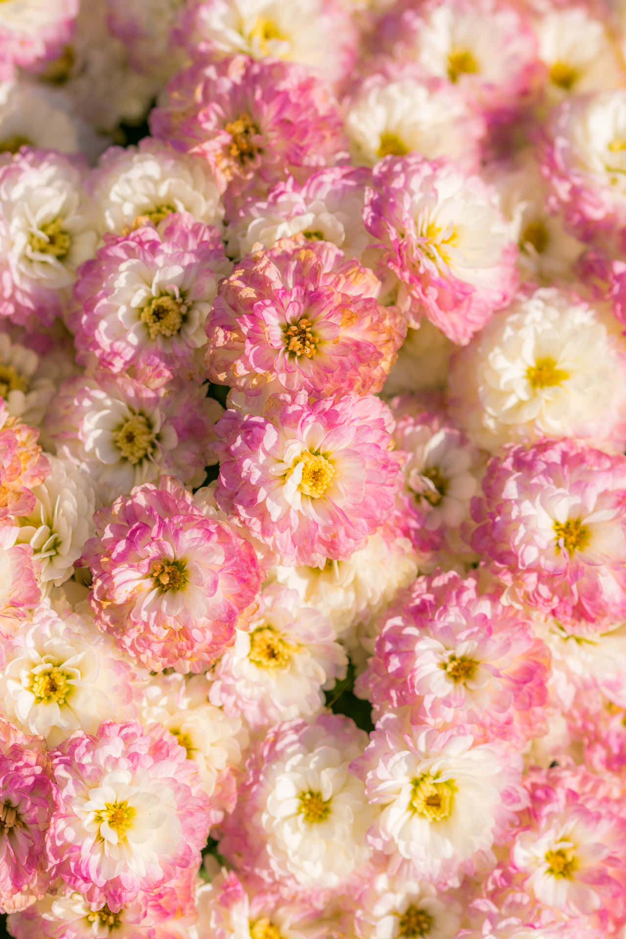 Coleccióngoogle Pixel En Floración: Flores Rosadas Fondo de pantalla