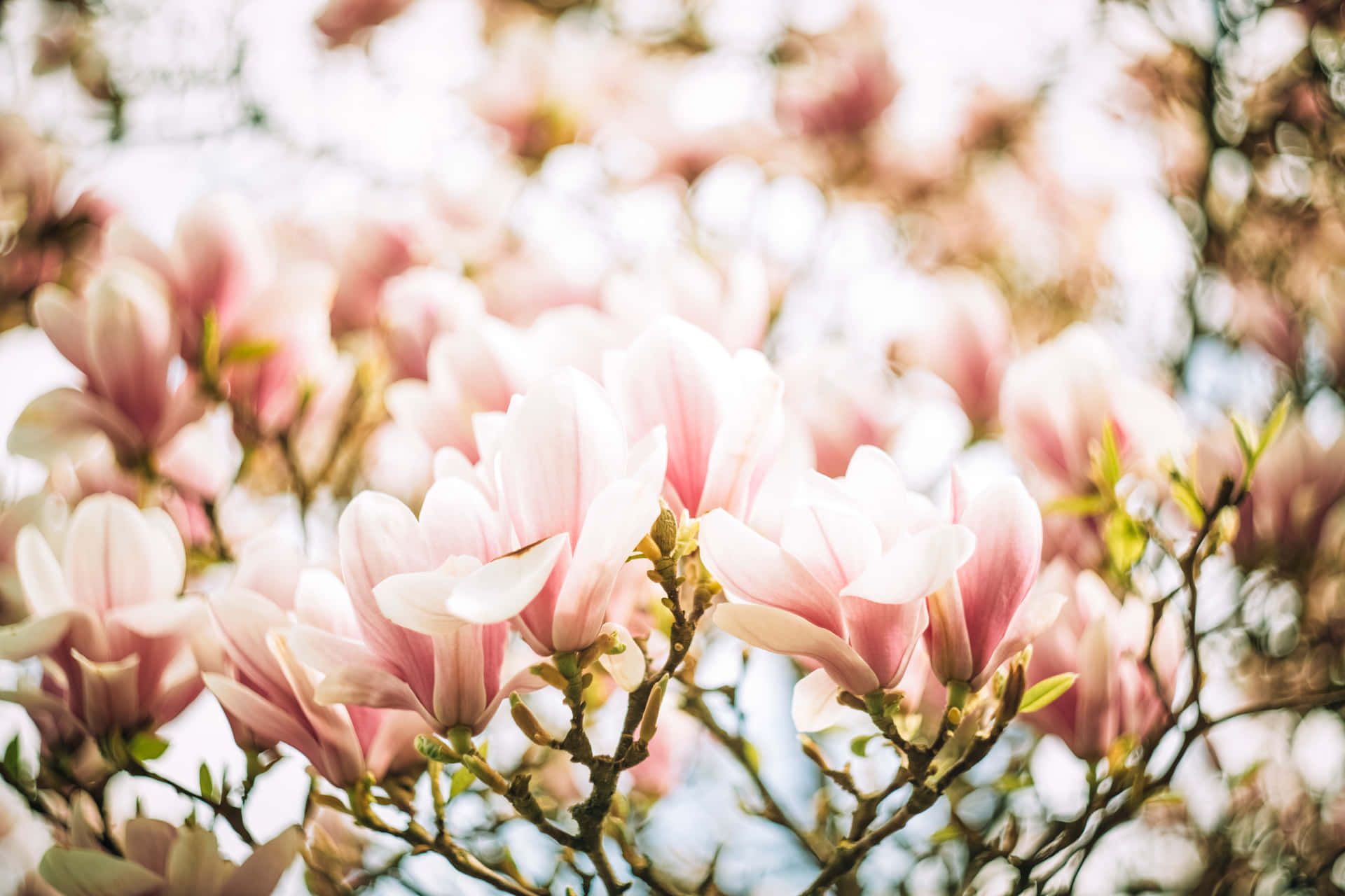 Coleccióngoogle Pixel En Floración: Magnolias Rosadas Fondo de pantalla