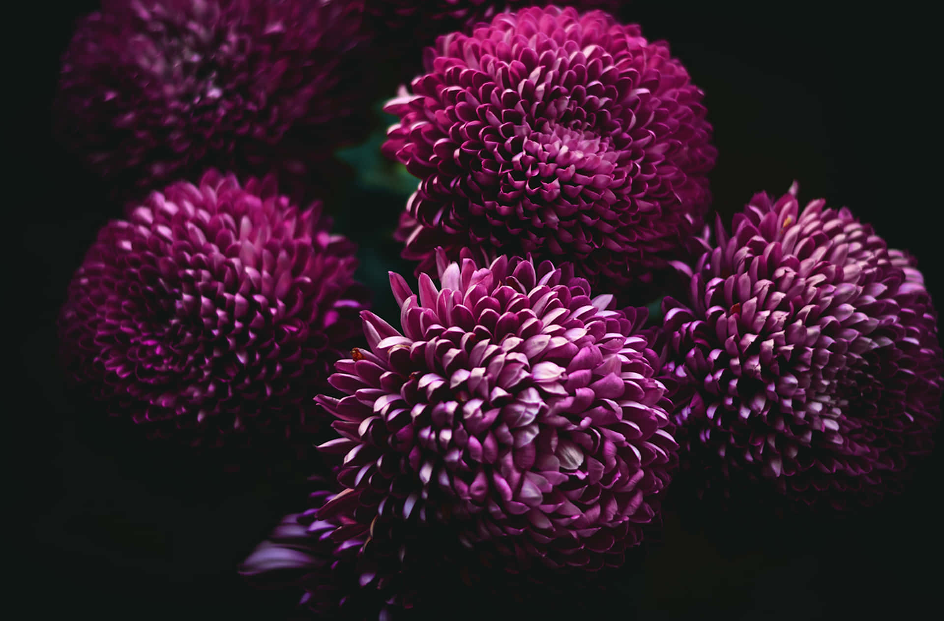 Colecciónen Flor De Google Pixel: Dahlia Púrpura Fondo de pantalla