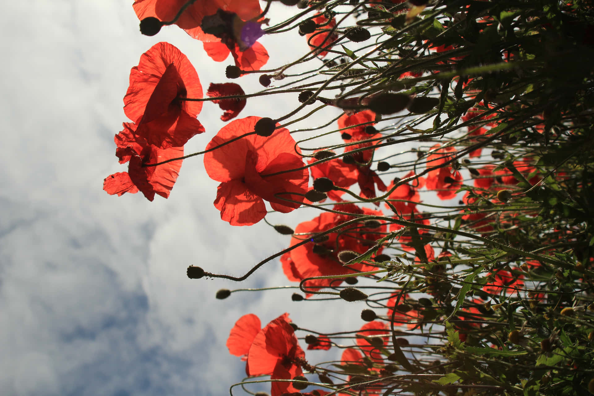 Colecciónen Flor Para Google Pixel Amapola Roja Fondo de pantalla