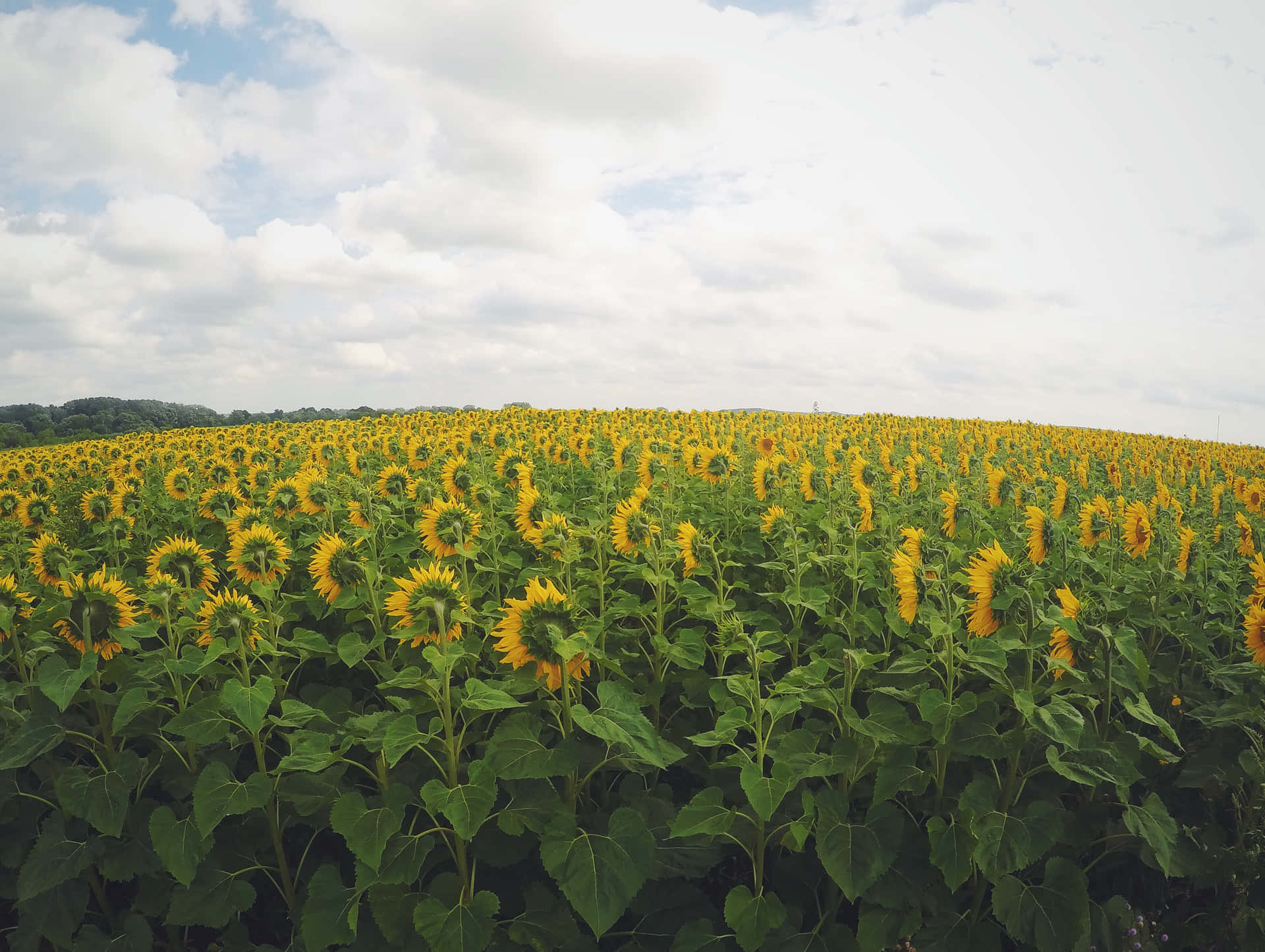 Google Pixel In Bloom Collection Sunflower Field Wallpaper