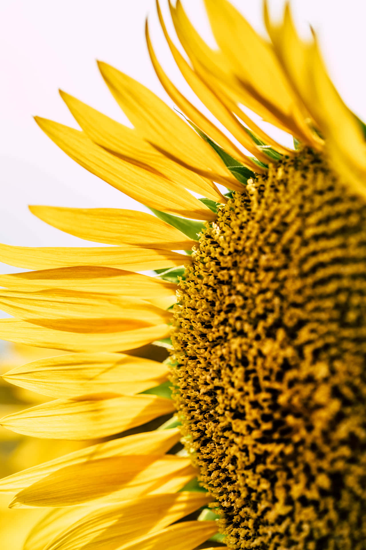 Google Pixel In Bloom Collection Sunflower Up Close Wallpaper