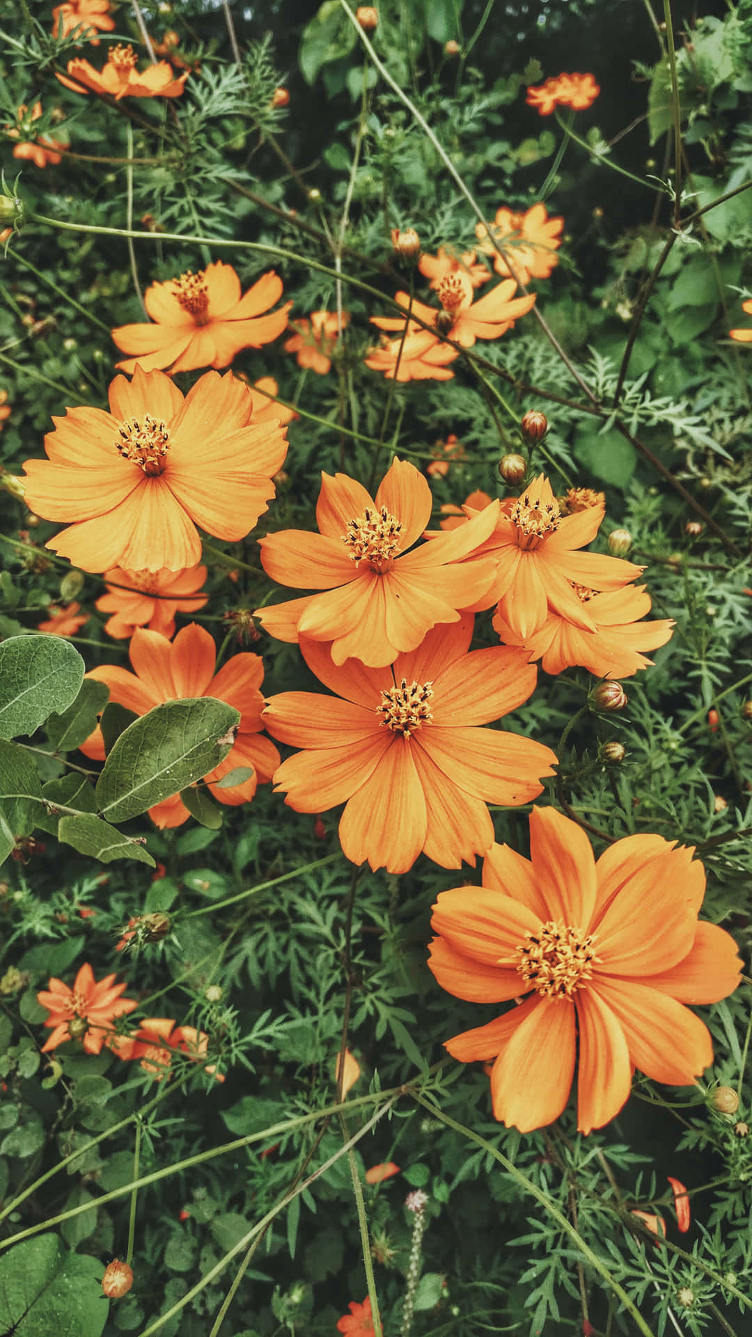 Googlepixel I In Bloom-kollektionen Vintage Orange Flowers Wallpaper