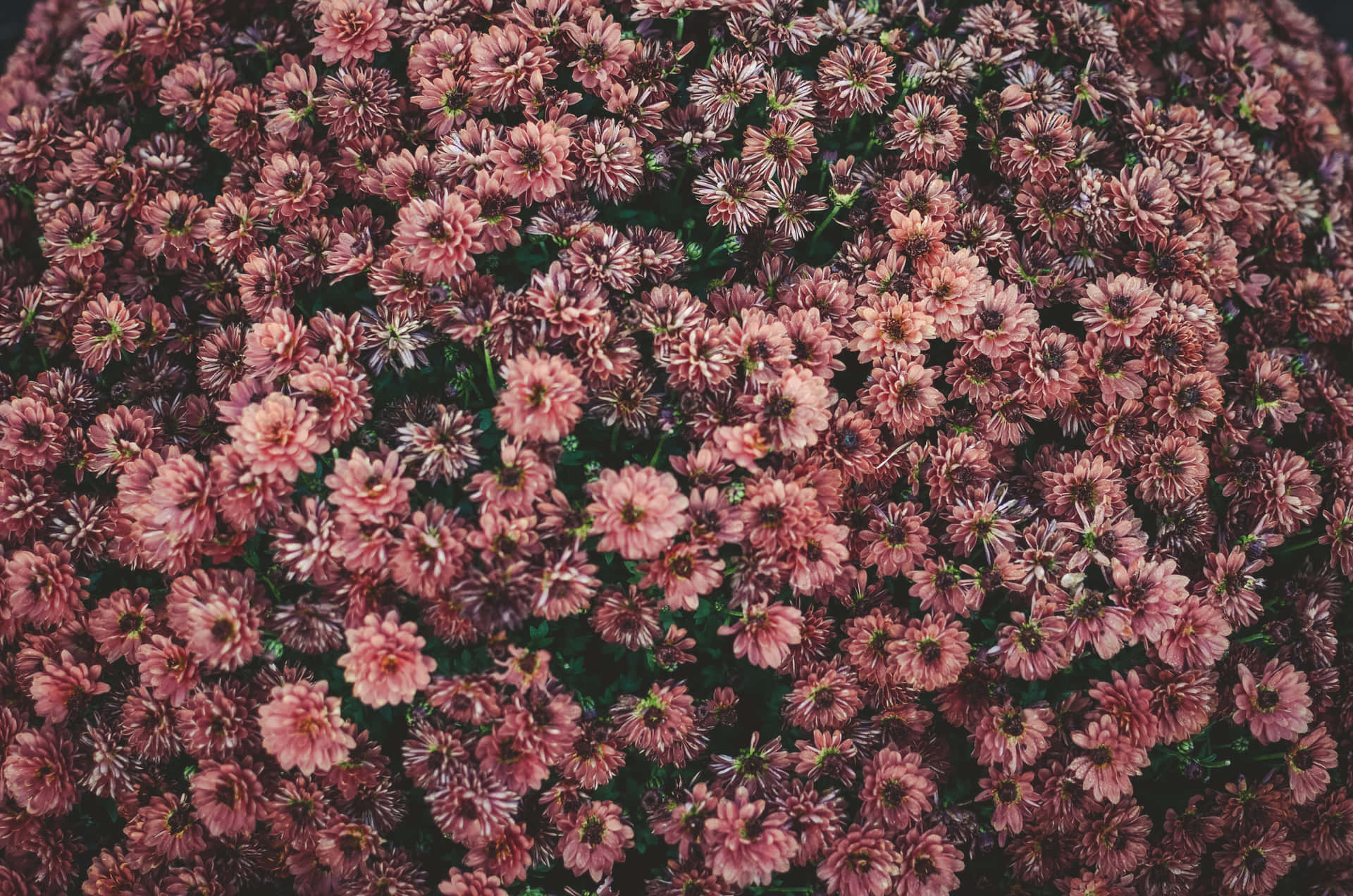 Coleçãogoogle Pixel Em Flor Vintage Com Flores Em Tons De Rosa. Papel de Parede