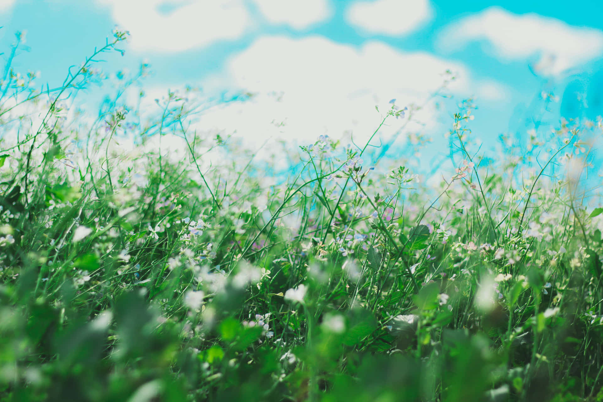 Coleccióngoogle Pixel En Floración Campo De Flores Blancas Fondo de pantalla