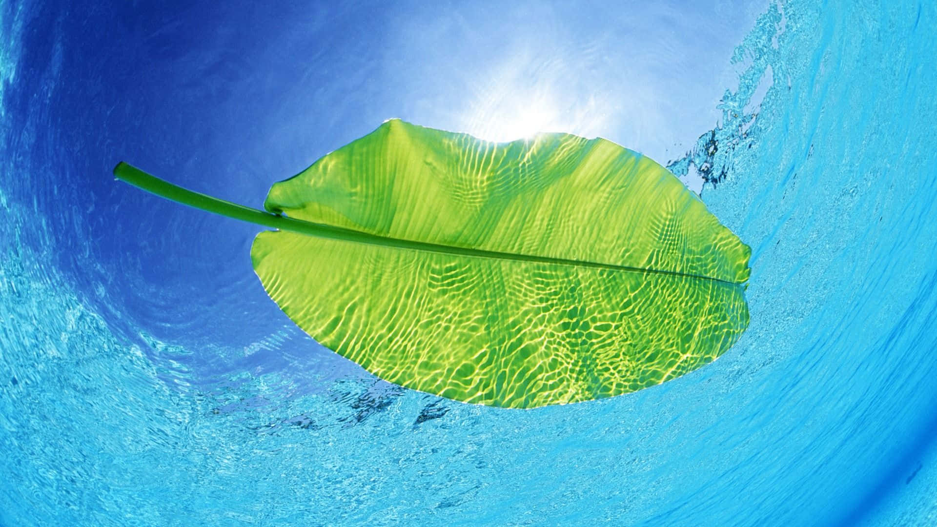 Google Pixel Water Leaf Floating On Water Wallpaper