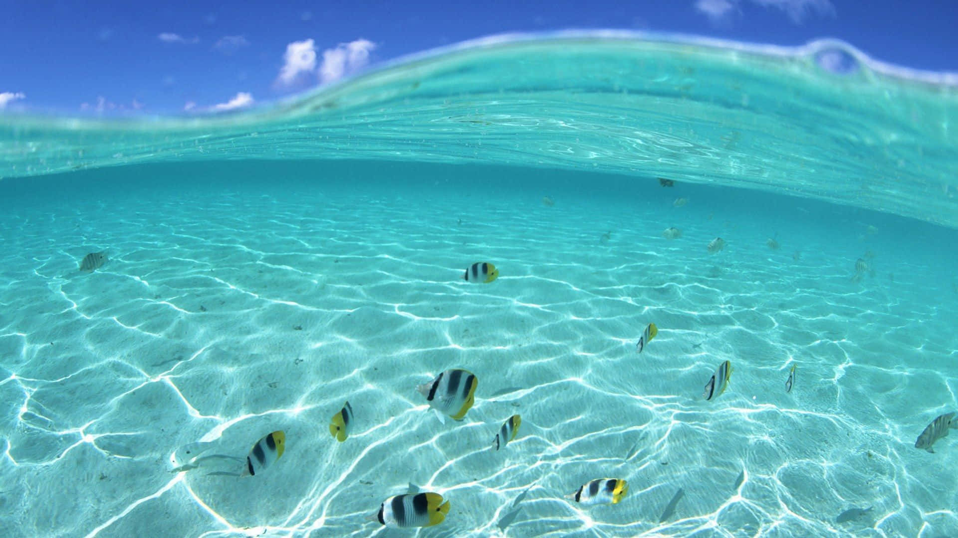 Google Pixel Vandfisk Svømmer over det blå Wallpaper