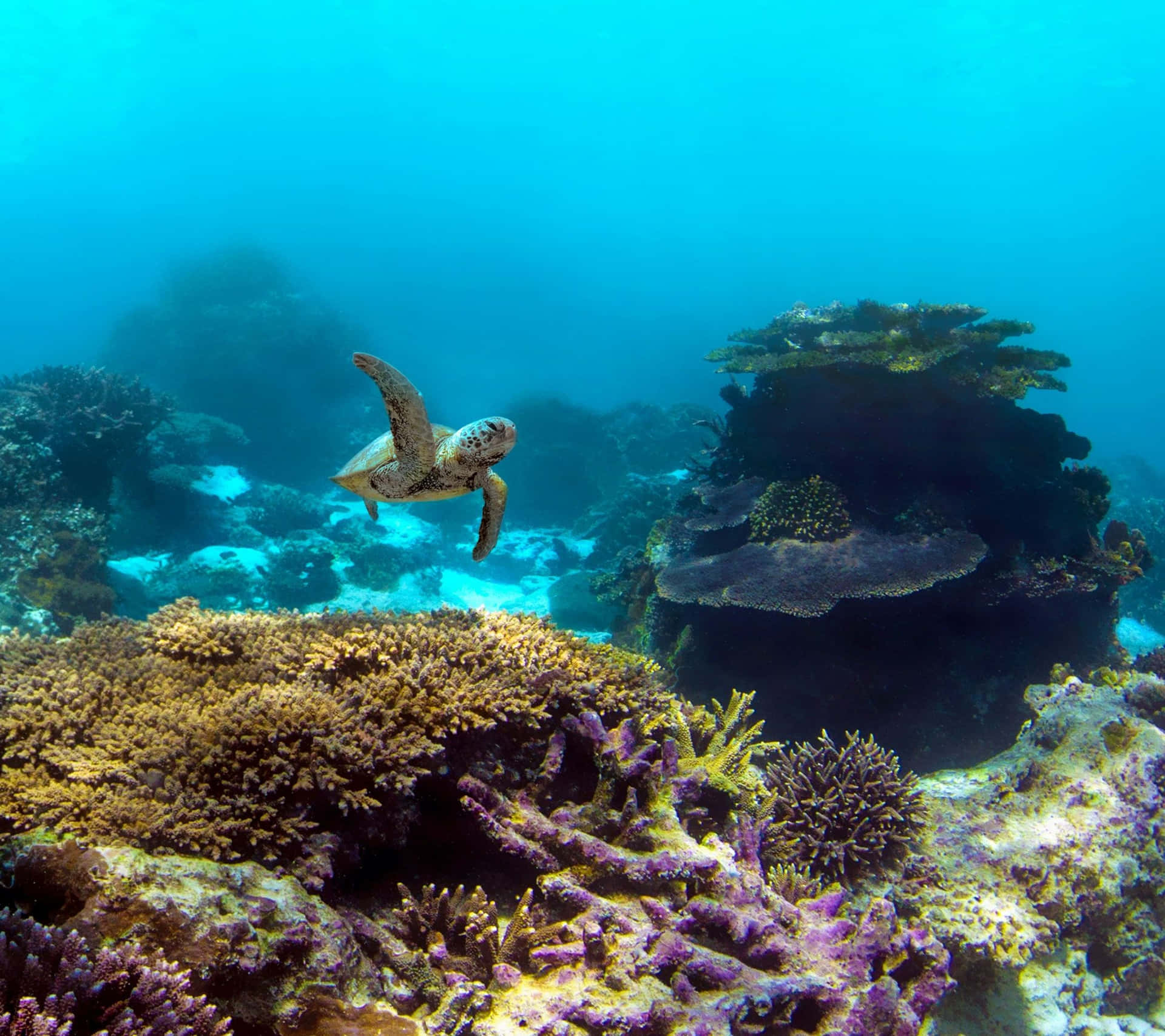 Googlepixel Acqua Oceano Tartaruga Che Nuota Sfondo