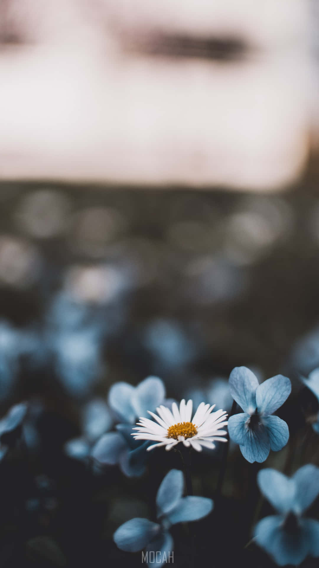 A Daisy Flower In The Middle Of A Field Wallpaper