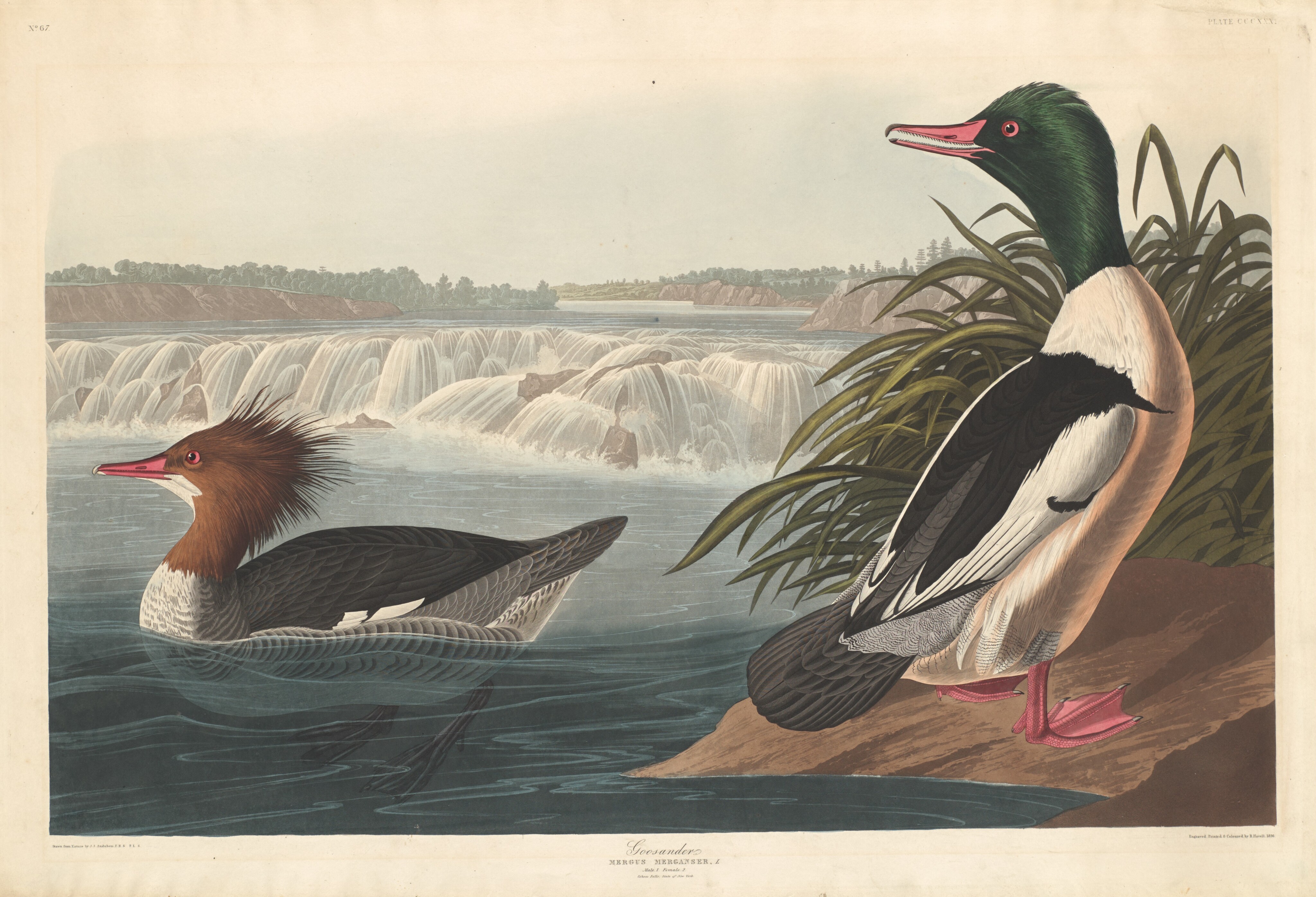 Goosander Wallpaper