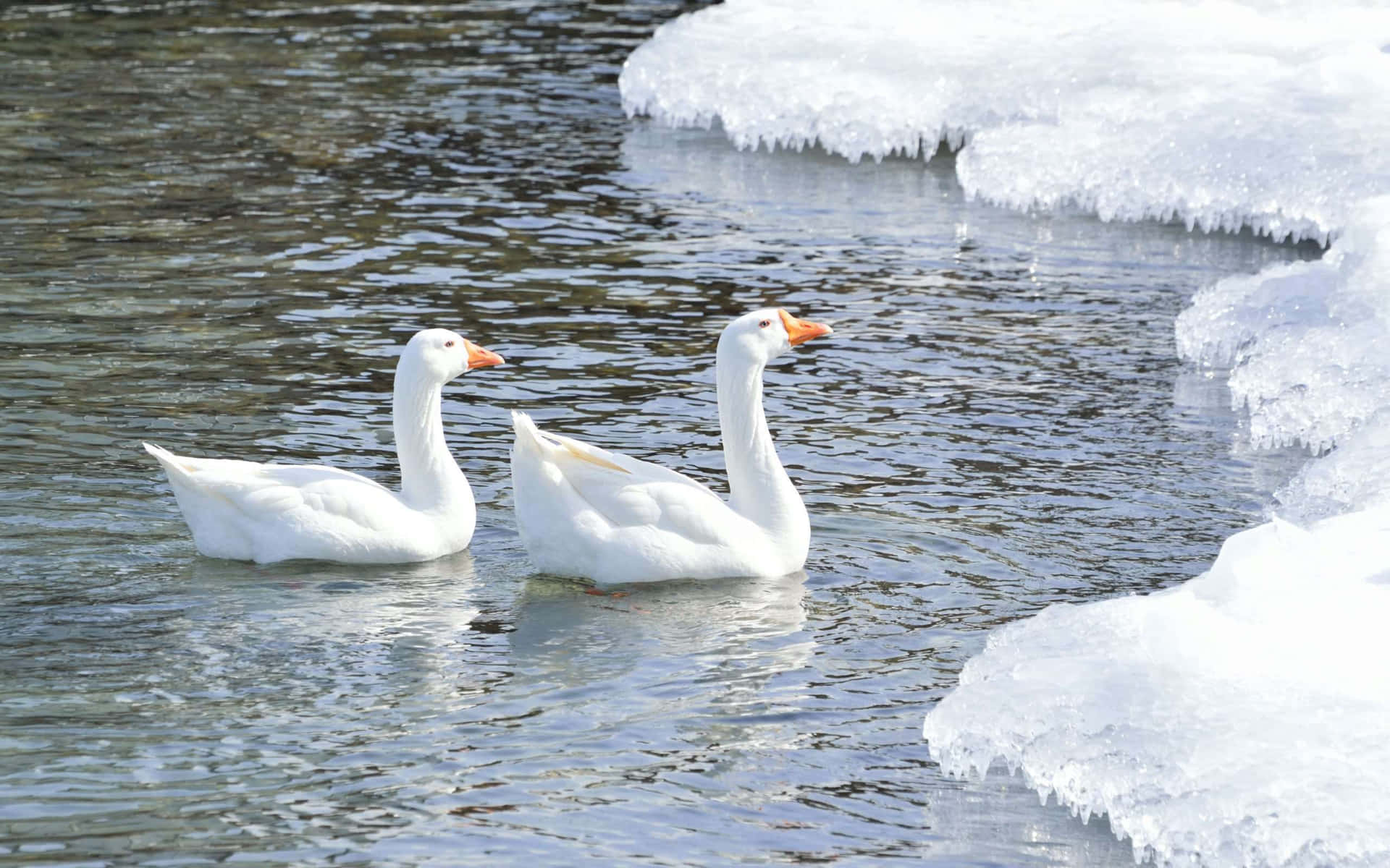 Unbel Cigno Canadese Bianco In Un Lago.