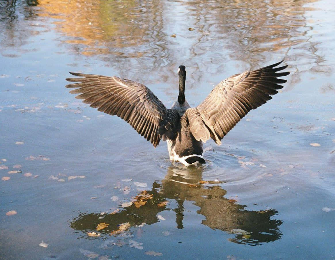 Goose Pictures