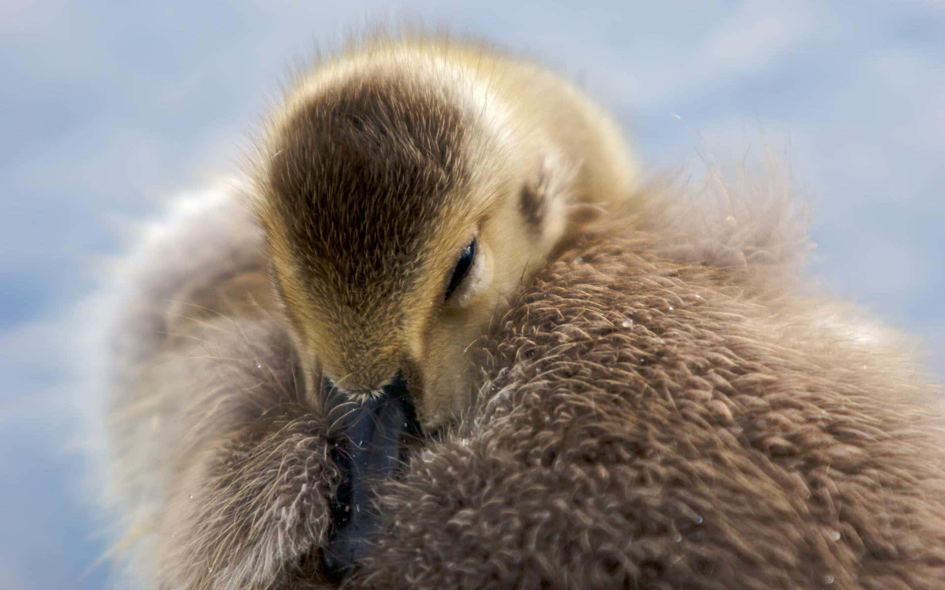 Goose Pictures