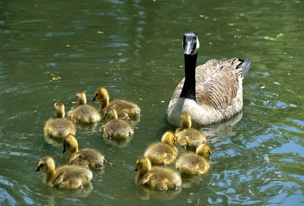 Goose Pictures