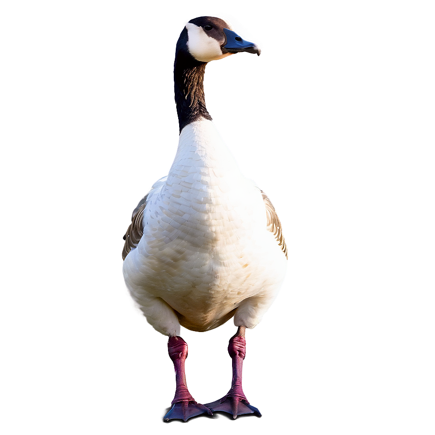 Download Goose Standing One Leg Png Jcv1