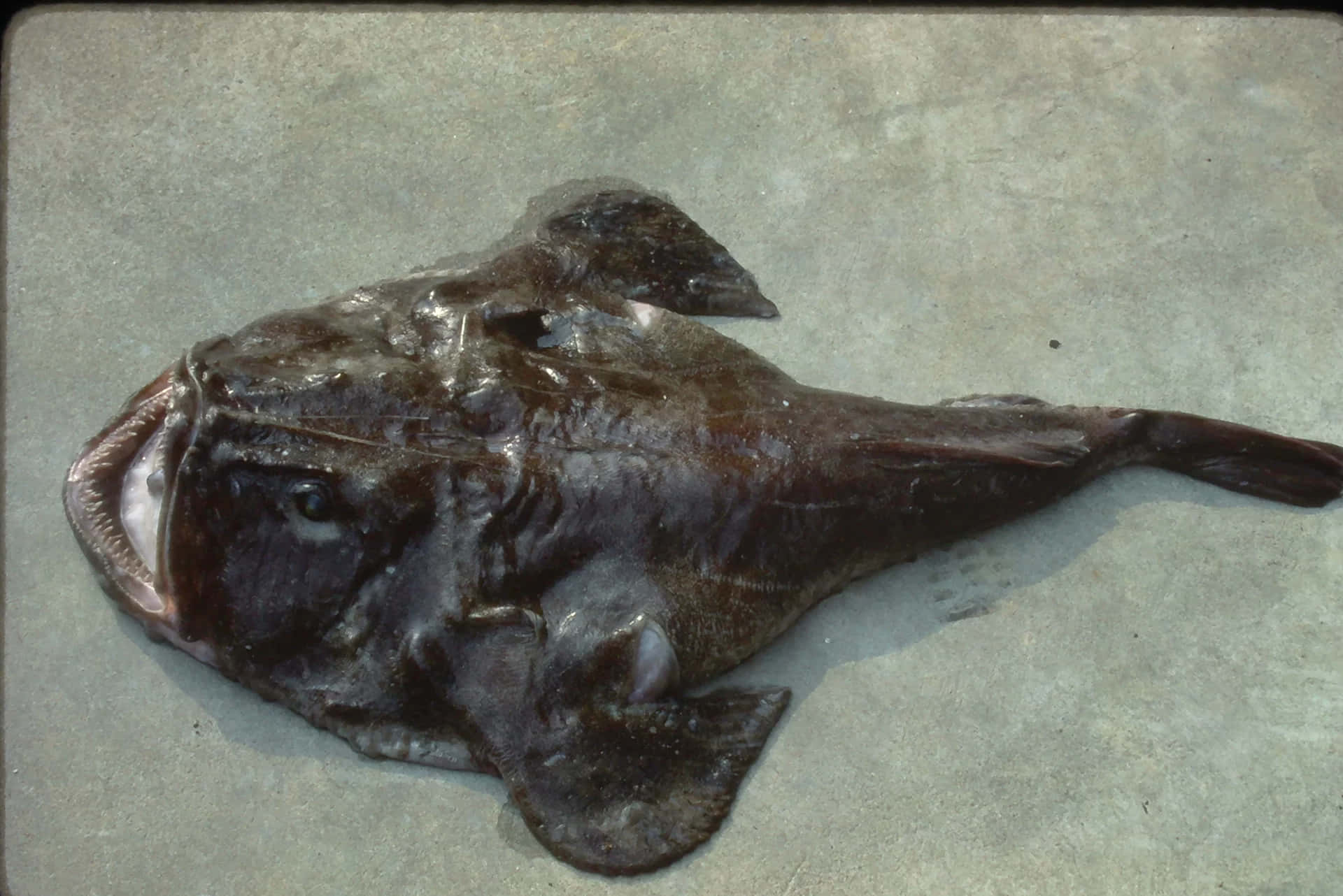Goosefish Lophius Piscatorius Wallpaper