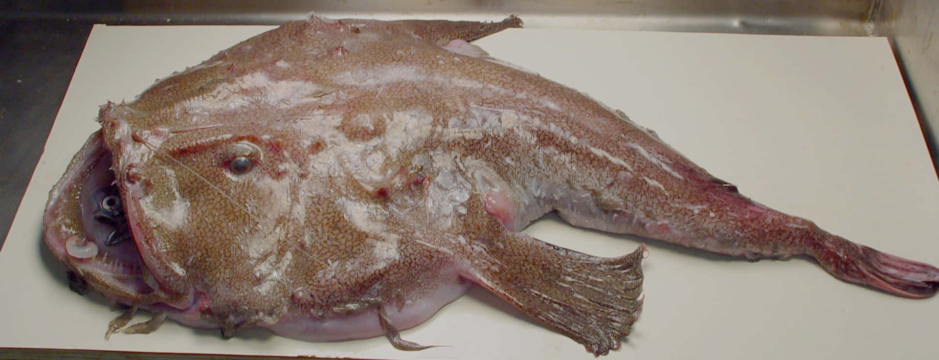 Goosefish Lophius Piscatorius Wallpaper