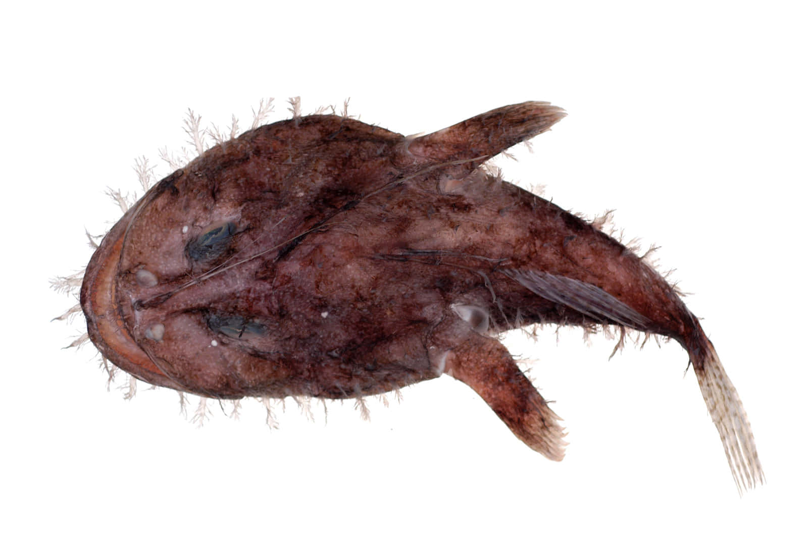 Goosefish Lophius Piscatorius Isolated Wallpaper